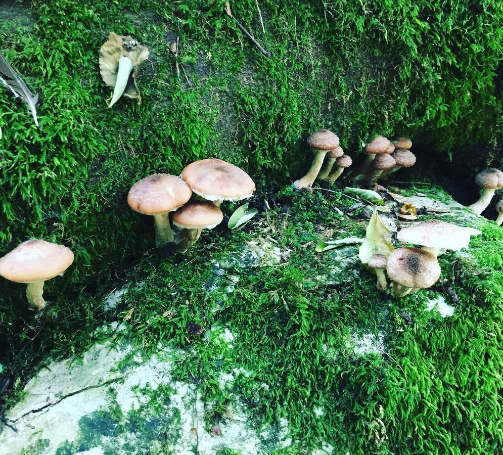 Ristorante Locanda San Luca Marostica Kültér fotó
